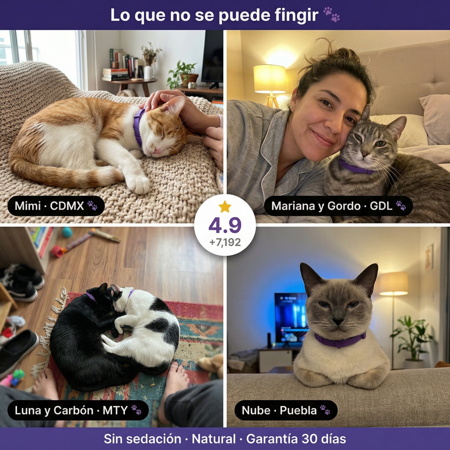 Zennipets™ Collar calmante para gatos